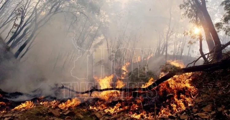 Crece récord de incendios forestales