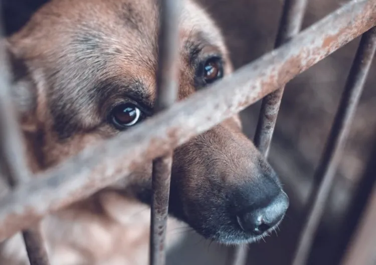 Destinan Patrulla Animal para reducir casos de maltrato a mascotas