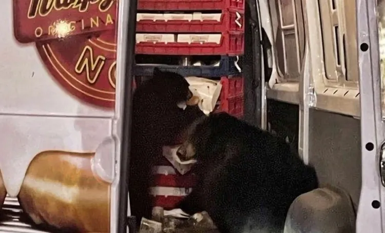 Familia de osos asalta un camión de donas en Alaska