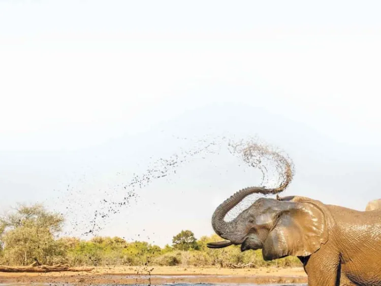 La crisis hídrica desplaza a elefantes