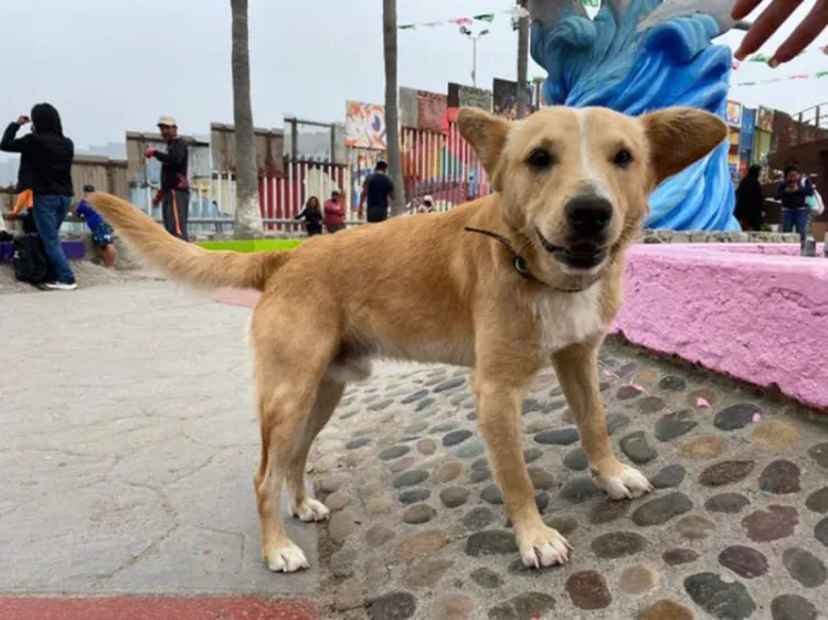 Termina ‘sueño americano’ para perro que cruzó de Tijuana a EU