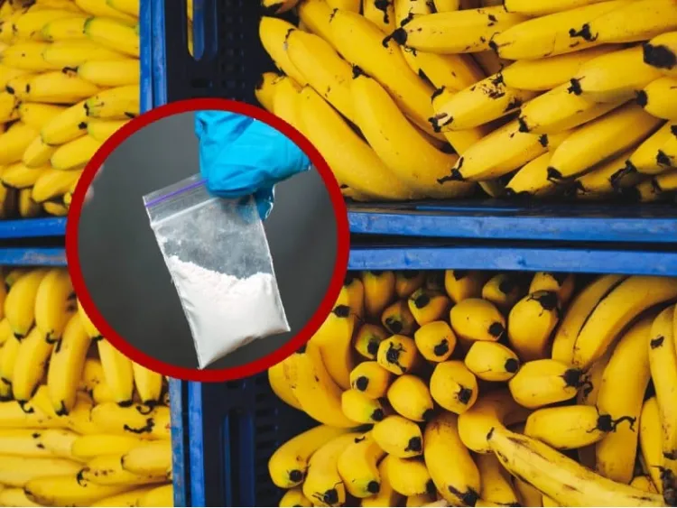 Plátanos, ricos en… cocaína; Países Bajos decomisa 7.7 toneladas