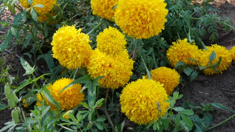 Flor de cempasúchil, la flor de los muertos