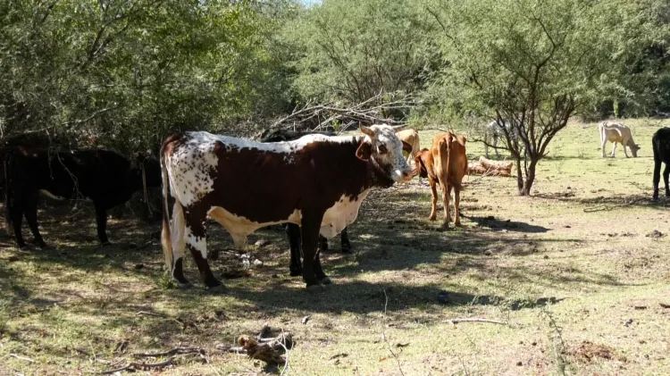 Vida de rancho; tranquila y sana