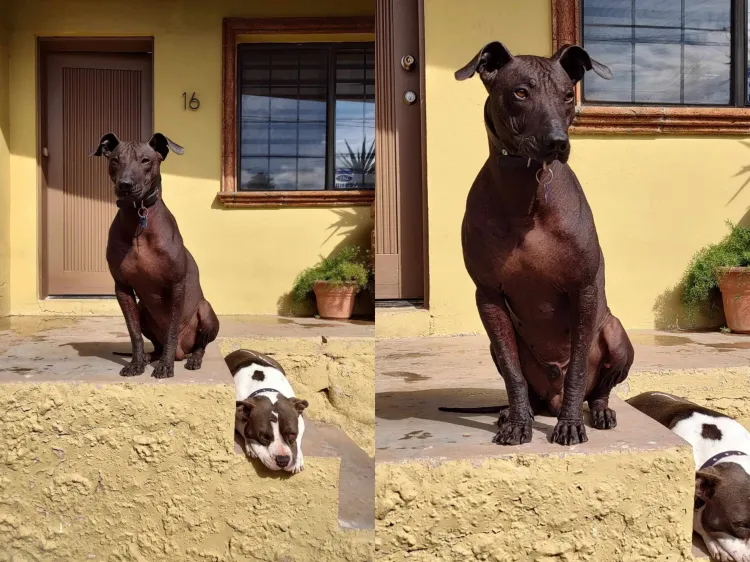 Xoloitzcuintle, el perro guía de las almas del inframundo