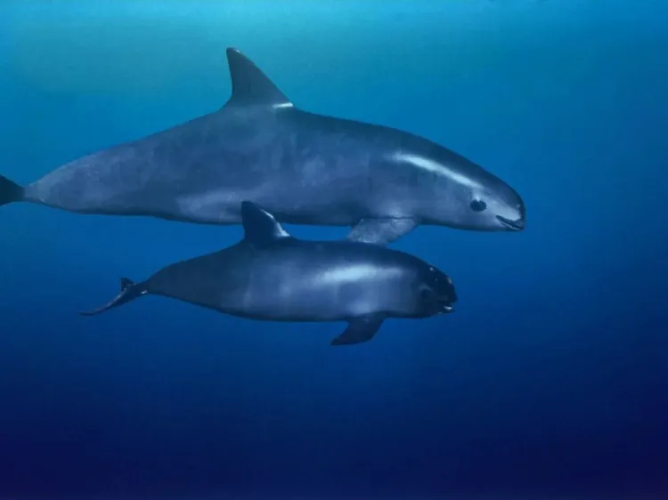 México libra sanciones por la vaquita marina