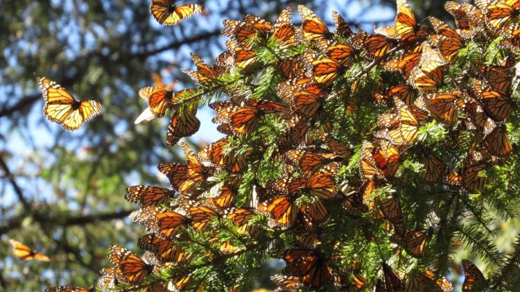 Concientizan por cuidados de la mariposa monarca