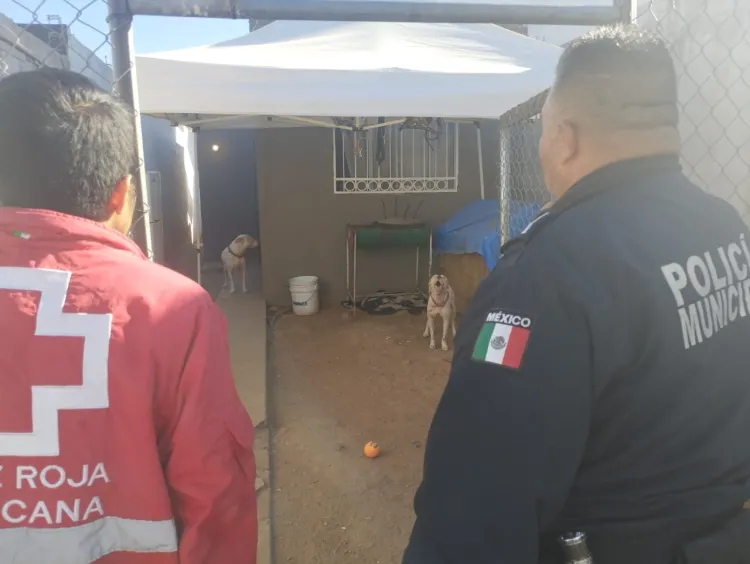 Ataca perro a menor en La Mesa