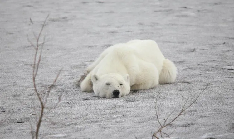 Prende alerta la muerte de oso polar por gripe aviar