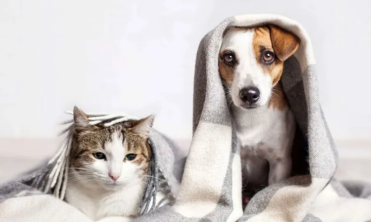 Importante resguardar a mascotas en temporada invernal