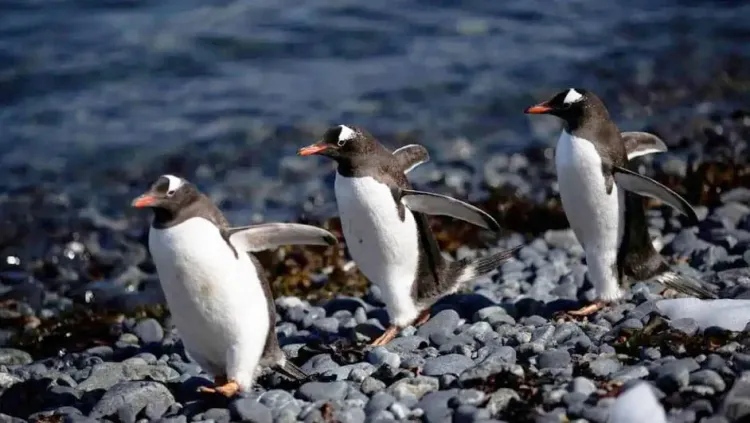 Detectan gripe aviar en pingüinos cerca de la Antártida