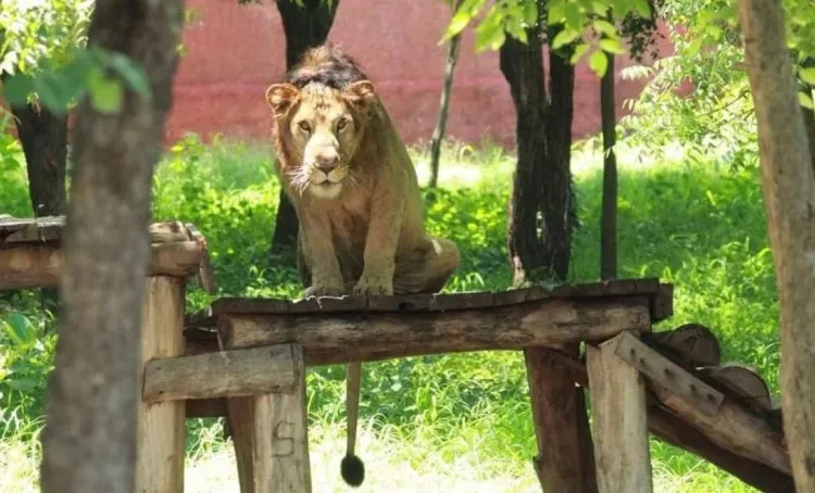 Intenta tomarse selfie con león y se convierte en la cena