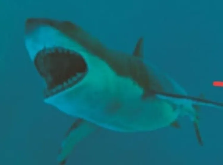 Tiburón ataca a buzo que extraía ostiones de playa mexicana