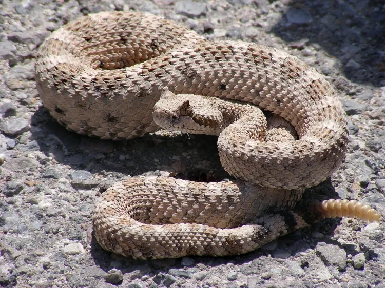 Advierten por serpientes en Arizona y Sonora