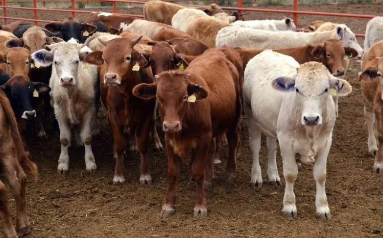 Precio de ganado alcanza cifra récord en Sonora, muestra tendencia al alza