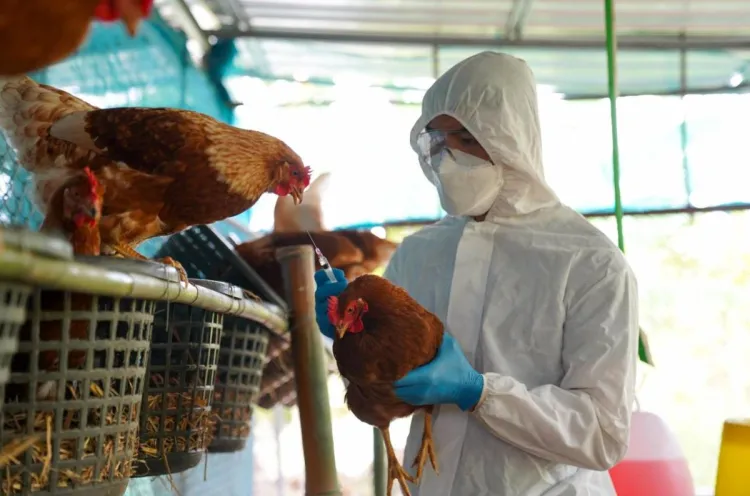 Preocupa contagio de gripe aviar en humanos; pandemia por este virus sería mortal: Expertos